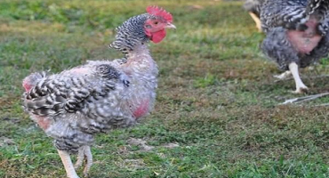 Proč začíná línání u nosnic, co a kdy dávat doma